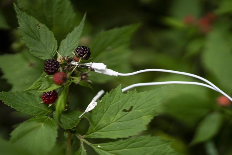 “UltraSound: The Secret Symphony of Plants” to offer immersive listening experiences at Artpark (copy)