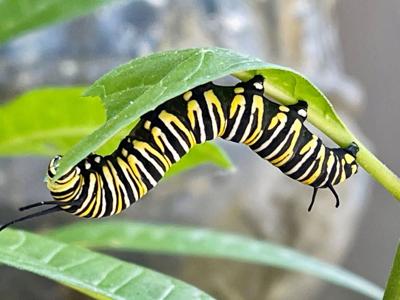 Monarch caterpillar