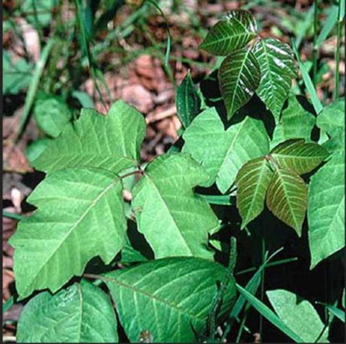 poison ivy  lsu ag center