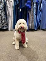 Shop Dog: Duke of Ballin's