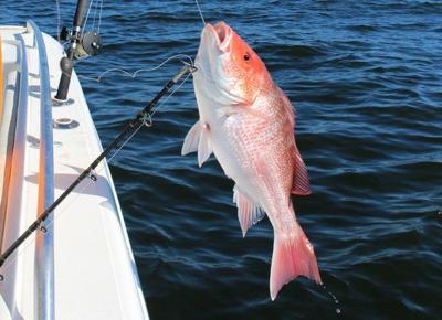Red snapper image