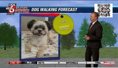 DOG WALKING FORECAST 6.6.24.JPG