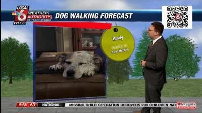 dogwalking forecast 7.2.24.JPG