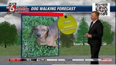 dogwalking forecast 6.26.24.JPG