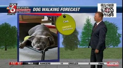 dogwalking forecast 7.1.24.JPG