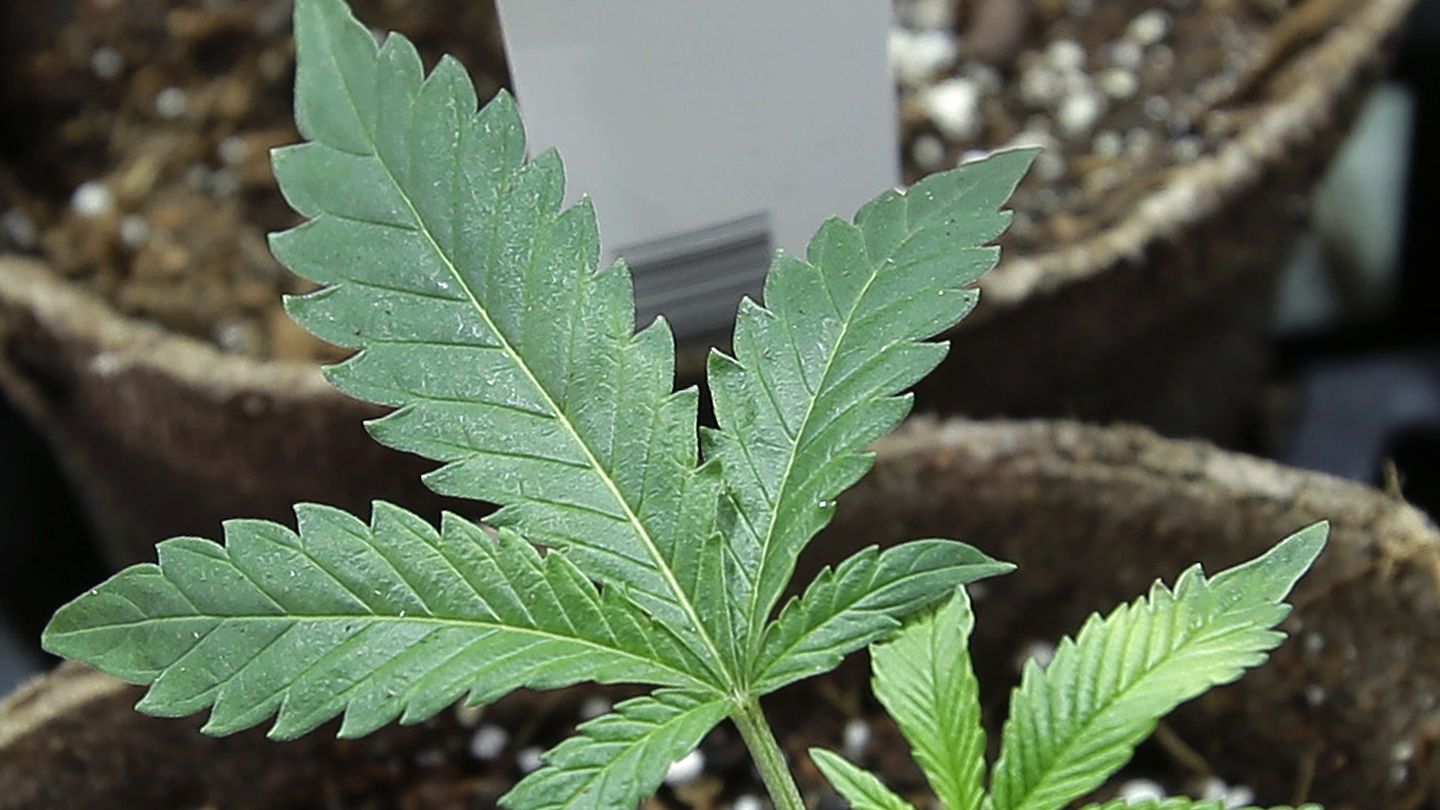 Transplanted cannabis cuttings photographed in pots at a marijuana cultivation facility. In New Hampshire, lawmakers voted down a bill that would have legalized recreational marijuana Thursday.