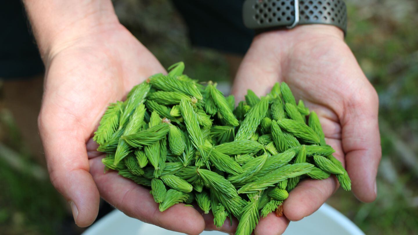A team of beer brewers and forest conservationists picked 14 pounds and 14 ounces of spruce tips at a forest in southern New Hampshire that will be used for making a forest-flavored beer.