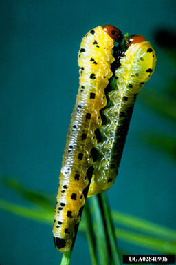 redheaded pine sawfly larva