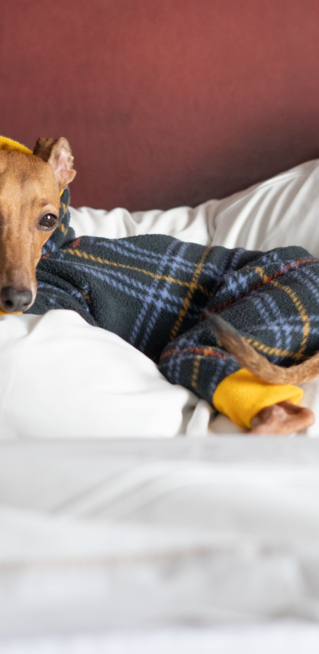 small dog lying comfortably on westin heavenly bed