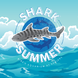 Shark Summer at Birch Aquarium