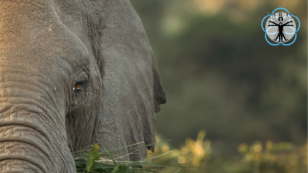 Location: Ngorongoro Crater, Tanzania. Photo credit: Jesse Robie. © 2024