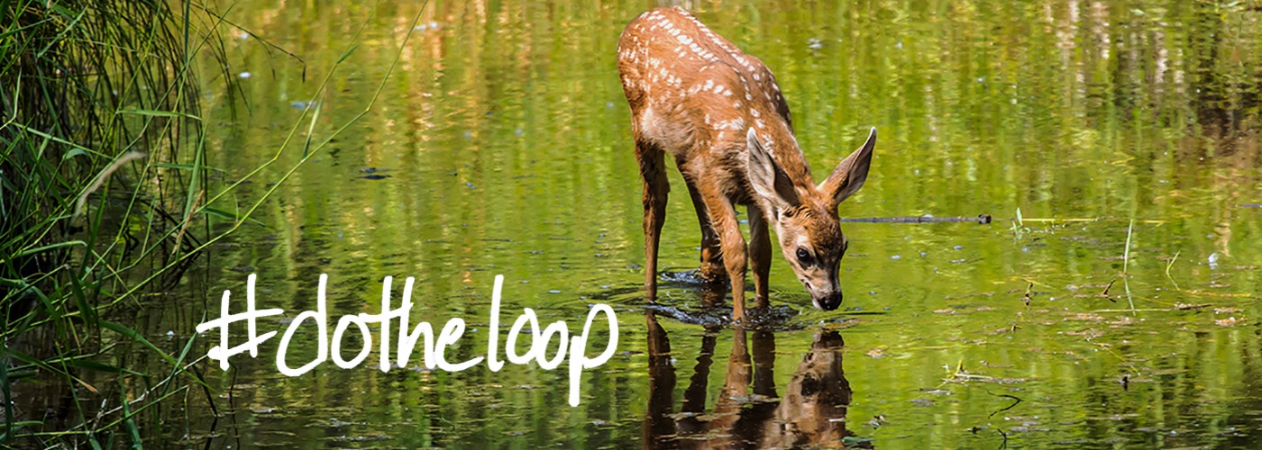 Fawn near Leavenworth