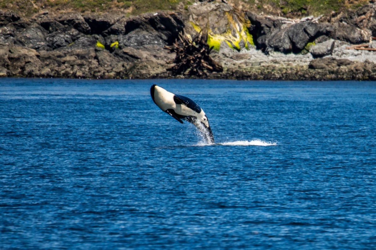 Whales whale watching wildlife viewing