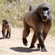 Cape Town baboons: Joint task team considers solutions as ranger contract comes to an end