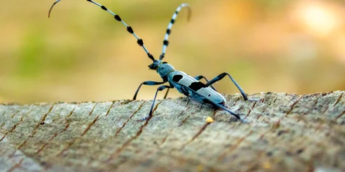 Rosalia Alpina   Foto Parcul Natural Grădiștea Muncelului Cioclovina (5) jpg