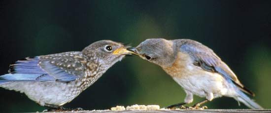 eastern bluebirds