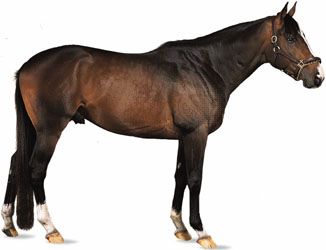 Thoroughbred stallion