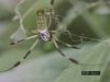 Behold the multitude of Amazonian arthropods including spiders, scorpions, beetles, and mantids