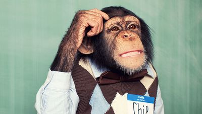 Young chimpanzee dressed in a shirt and sweater vest, scratching his head thinking. (primates)