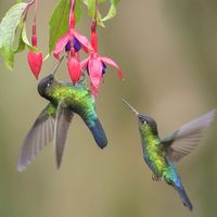 Hummingbird pollination