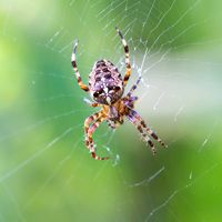 garden spider