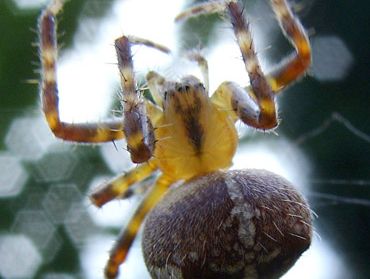 garden spider