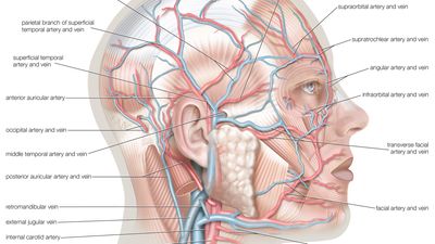 Superficial arteries and veins of the face and scalp.