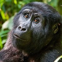 Portrait of a mountain gorilla at a short distance. gorilla close up portrait.The mountain gorilla (Gorilla beringei beringei)