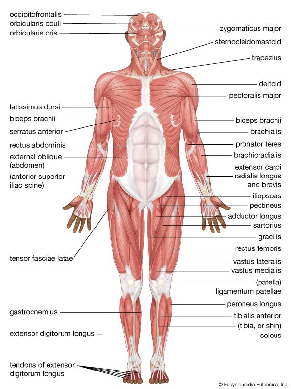 human muscular system: anterior view