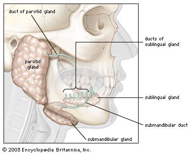 salivary glands