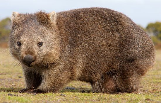 Common wombat (Vombatus ursinus).