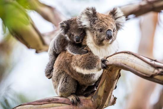 koala