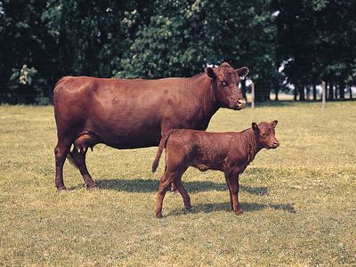 Red Poll cows