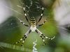 Study how spiders' prodigious predation of herbivorous insects protects plant life