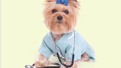 A Yorkshire terrier dressed up as a veterinarian or doctor on a white background. (dogs)