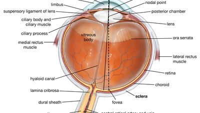 cross section of the human eye