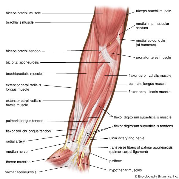 muscles of the human forearm