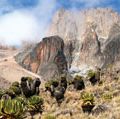 Mount Kenya in Mount Kenya National Park is the highest mountain in Africa. UNESCO World Heritage Site. Giant Lobelia in foreground.  (Mt. Kenya; Mt. Kenya National Park;  mountains; rugged mountain; African geography, African landscape, stratovolcano)