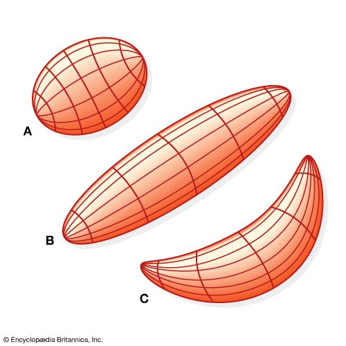 changes in body form in wormlike soft-bodied animals