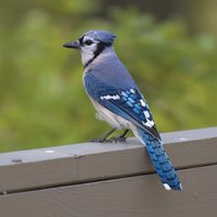 Blue jay (Cyanocitta cristata)