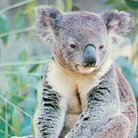 Koala (Phascolarctos cinereus).