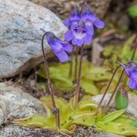 Common butterwort