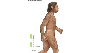 Homo neanderthalensis, Neanderthal