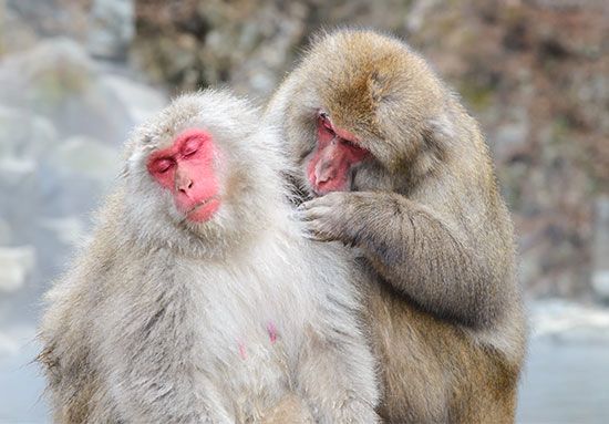 Japanese macaques