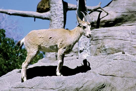 mountain goat