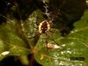 Witness an orb-weaving spider using silk wrappings to immobilize grasshopper prey