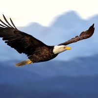 Bald eagle in flight.