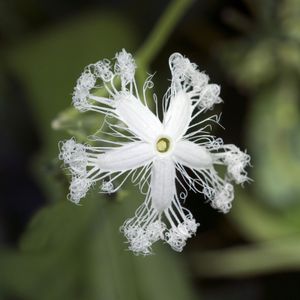 snake gourd flower