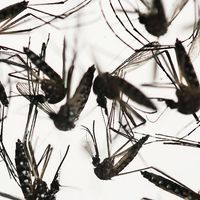 Samples of Aedes aegypti mosquitoes, responsible for transmitting dengue and Zika, sit in a petri dish