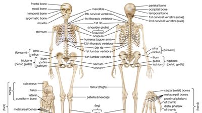 human skeletal system